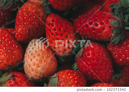 Close up group of Strawberries 102371542