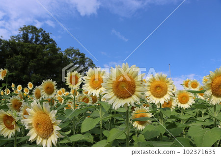 Sunflower flower with the image of the height of summer-Hachi Sunflower flower with the image of the height of summer-Hachi 102371635