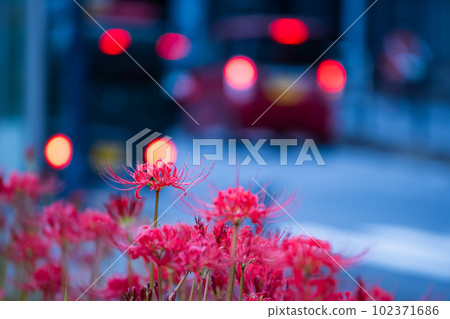 城市中盛開的群孤挺花,秋景 城市中盛開的群孤挺花,秋景 102371686