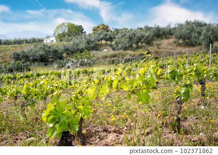 Young sprouts with bunches of grapes on the branches of the vine in spring. Agriculture. Young sprouts with bunches of grapes on the branches of the vine in spring. Agriculture. 102371862