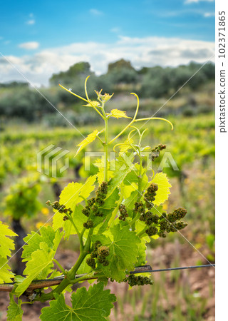 Young sprouts with bunches of grapes on the branches of the vine in spring. Agriculture. Young sprouts with bunches of grapes on the branches of the vine in spring. Agriculture. 102371865