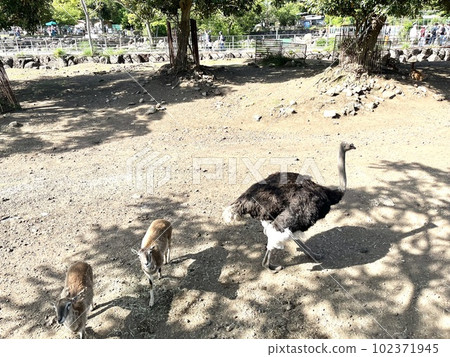 ostrich in safari park ostrich in safari park 102371945