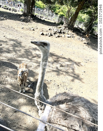 ostrich in safari park ostrich in safari park 102371946
