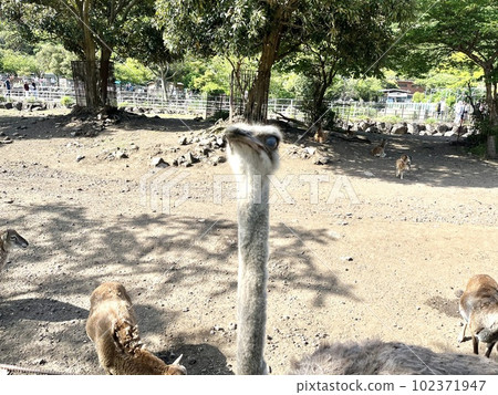 ostrich in safari park ostrich in safari park 102371947