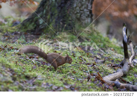 Red Squirrel in full flight Red Squirrel in full flight 102372027