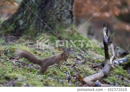Red Squirrel in full flight 102372028
