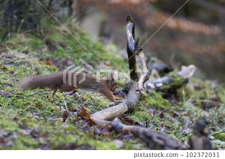 Red Squirrel in full flight Red Squirrel in full flight 102372031