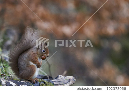 Red Squirrel eating a nut Red Squirrel eating a nut 102372066