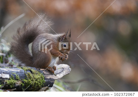 Red Squirrel eating a nut 102372067