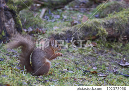 Red Squirrel eating a nut 102372068