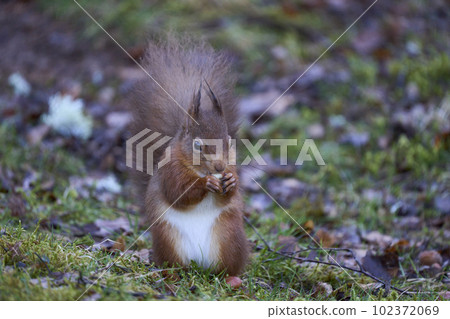 Red Squirrel eating a nut 102372069