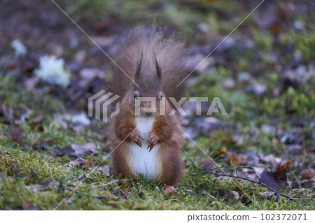 Red Squirrel eating a nut Red Squirrel eating a nut 102372071