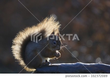 Red Squirrel eating nut Red Squirrel eating nut 102372089