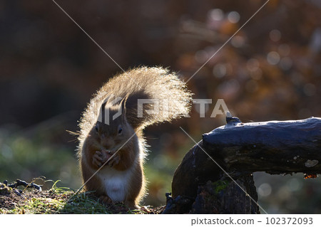 Red Squirrel eating nut 102372093
