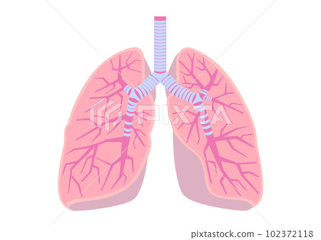 人肺內部的插圖 102372118