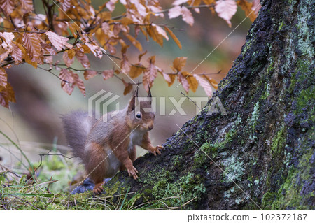 Red Squirrel in woodland 102372187