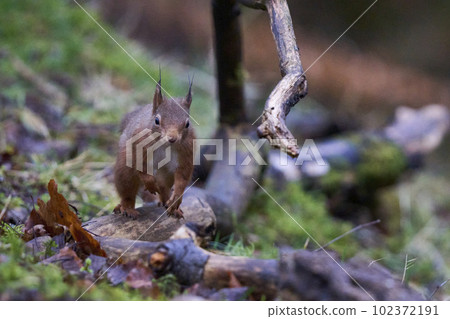Red Squirrel in woodland Red Squirrel in woodland 102372191