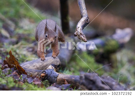 Red Squirrel in woodland Red Squirrel in woodland 102372192