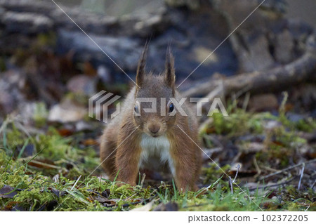 Red Squirrel in woodland Red Squirrel in woodland 102372205