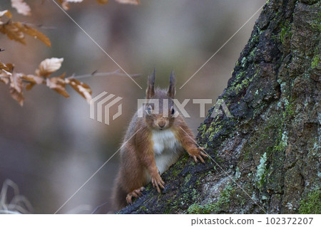 Red Squirrel in woodland Red Squirrel in woodland 102372207