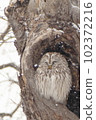 Ezo owl standing in the hollow of a tree in the snow 102372216
