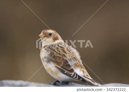 Snow Bunting 102372222