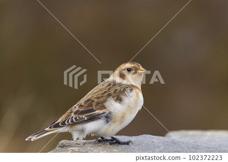 Snow Bunting Snow Bunting 102372223