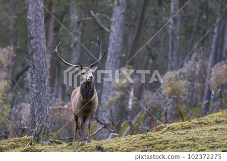 Red Deer stag in woodland 102372275