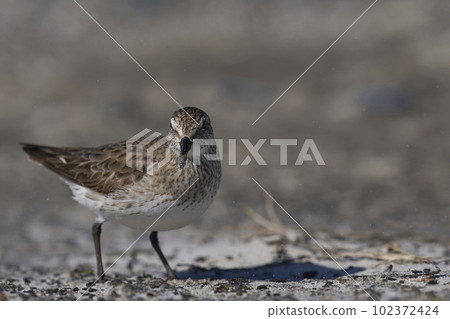 White-rumped Sandpiper 102372424