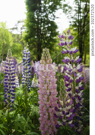 Colorful lupine field in the forest 102372520
