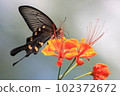 Musk Butterfly 102372672