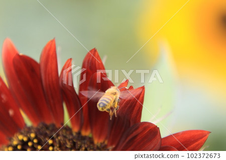 Bumblebee and chocolate sunflower 102372673