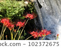 Cluster amaryllis blooming in a small waterfall 102372675