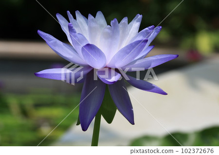 Shiga Water lilies at Kusatsu Aquatic Botanical Park 102372676