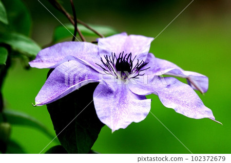 bloom, blossom, blossoms 102372679