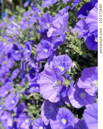 A blanket of purple bindweed blooming in the garden 102372680
