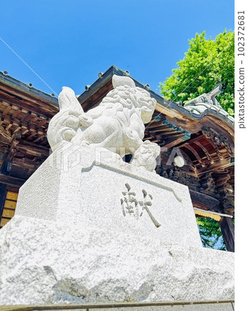 Kanagawa Komainu standing in front of Kifune Okami under the blue sky 102372681