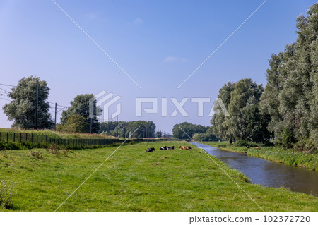 Cattle lie relaxed in a meadow next to a train track in Sassenheim the Netherlands. 102372720