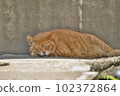 A brown tabby cat taking a nap 102372864