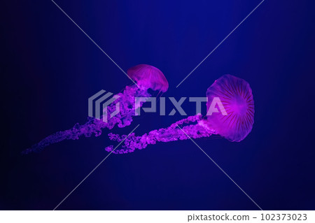South American sea nettle jelly fish swim underwater aquarium pool with pink neon light South American sea nettle jelly fish swim underwater aquarium pool with pink neon light 102373023