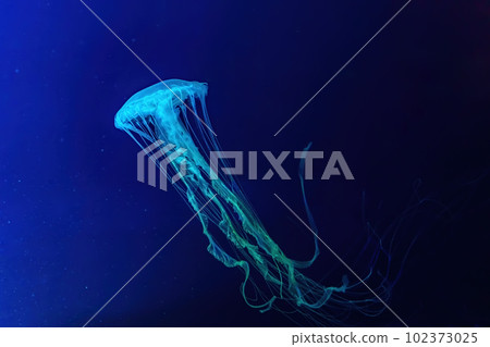 Fluorescent jellyfish swimming underwater aquarium pool with blue neon light 102373025