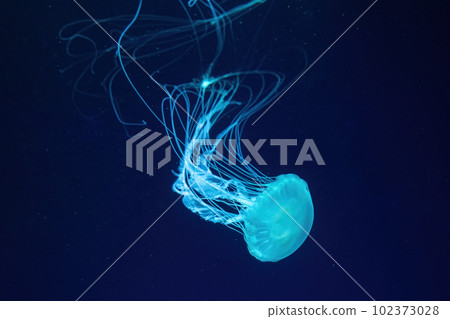 Fluorescent jellyfish swimming underwater aquarium pool with blue neon light Fluorescent jellyfish swimming underwater aquarium pool with blue neon light 102373028