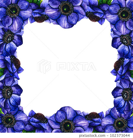 Hand drawn watercolor frame flowers violet anemone on white background. Spring floral botanical illustration isolated for greeting cards, wedding invitation, birthday and mothers day cards. 102373044