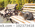 A tabby cat standing on a park bench 102373418