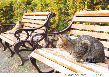 A tabby cat standing on a park bench 102373418