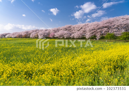 《埼玉縣》盛開的櫻花和油菜花・春天的權現堂 Tsutsumi 《埼玉縣》盛開的櫻花和油菜花・春天的權現堂 Tsutsumi 102373531