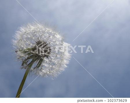 It's time to set off on a journey Dandelion fluff and blue sky Close-up of dandelion fluff 102373629