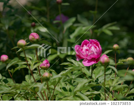 Clear skies of early summer Red-purple peony flowers beginning to bloom beautifully 102373853