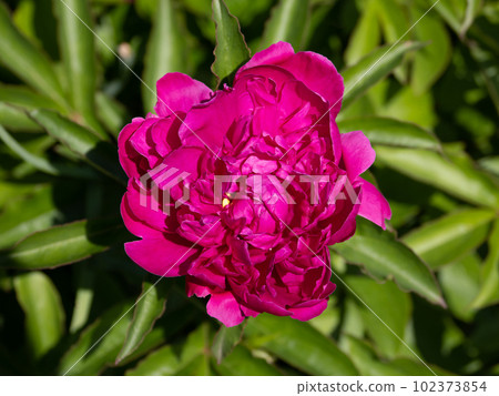 Clear skies of early summer Red-purple peony flowers beginning to bloom beautifully 102373854