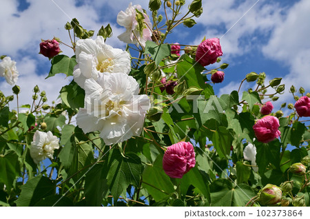 清晨的白醉玫瑰花 清晨的白醉玫瑰花 102373864